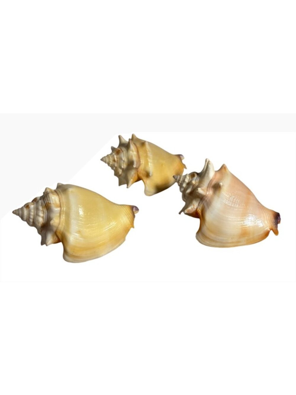 3 Natural Yellow Conch Seashells For Home Decor Small Approx 3" Craft Projects